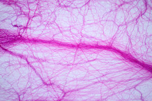 Fascia